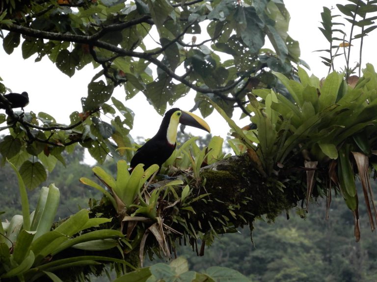 Costa Rica Rainforest Tour