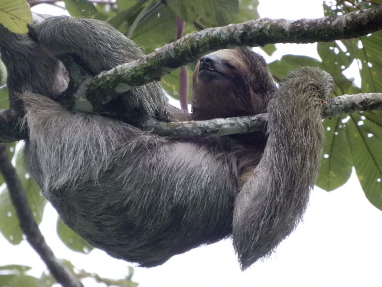 Costa Rica Jungle Tour