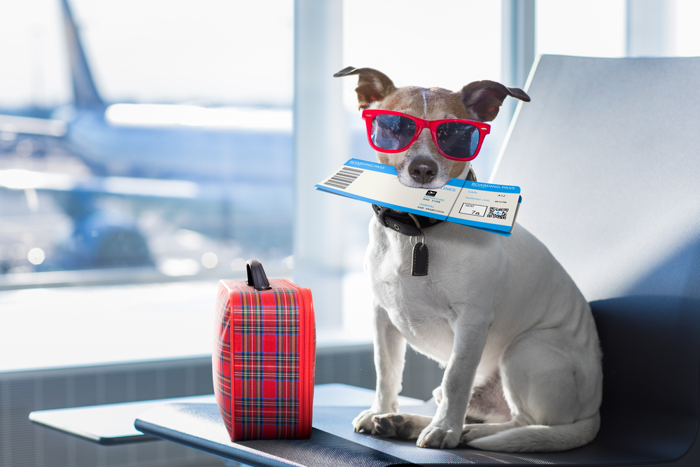 Dog holding your boarding pass